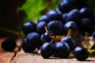 Blue wine grapes with green leaves, rustic still life, shallow DOF