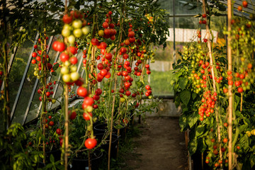 Fototapeta na wymiar Growing and harvesting organic tomatoes in a home garden 