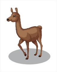Adult Brown lama - vector drawing - isolate white background