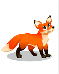 Obraz premium Little red Fox with big eyes - vector drawing - isolate white background