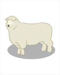 Adult fluffy Sheep - vector drawing - isolate white background