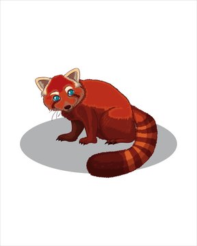 Adult red Panda - vector drawing - isolate white background