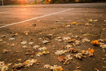 Asphalt with autumn leaves