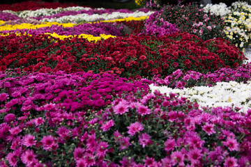 Beautiful flowers of chrysanthemums.