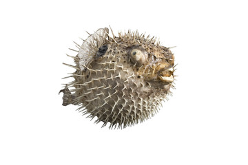 hedgehog fish isolated on white background