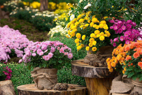 Fototapeta bouquet of beautiful chrysanthemum flowers outdoors