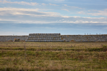 bales of straw on the field