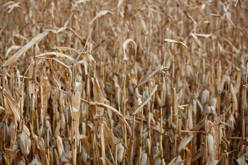 unharvested corn field. autumn