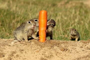 European Ground Squirrel biting carrot