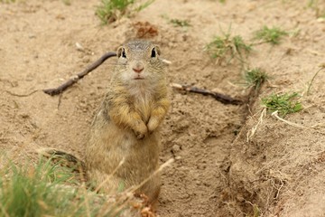 European Ground Squirrel