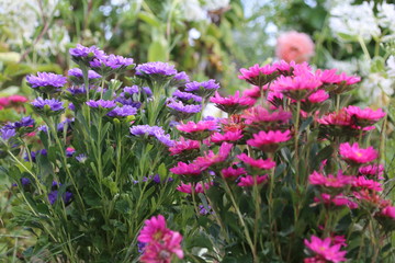 Obraz premium Pink and violet aster autumn flowers