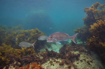 Australasian snappers Pagrus auratus among brown sea weeds of temperate Pacific ocean.