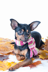 Dog in a scarf with autumn leaves in studio . Theme of autumn. Portrait of a Russian Toy Terrier isolated
