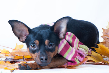 Dog in a scarf with autumn leaves in studio . Theme of autumn. Portrait of a Russian Toy Terrier isolated
