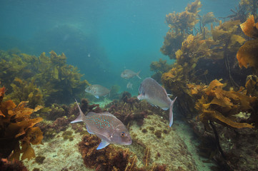 Australasian snappers Pagrus auratus among brown sea weeds of temperate Pacific ocean.