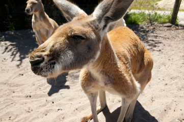 Western Grey Kangaroo