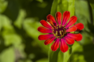 Red zinnia flower on green background