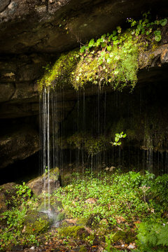 Water dribbling from plants growing on rocks after heavy rainfalls