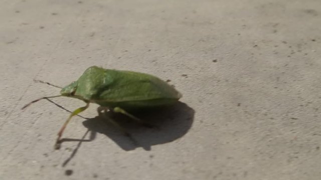 Green shield bug walking and trying to fly 