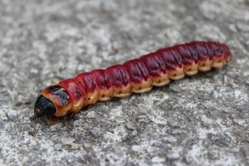 Caterpillar - Austria