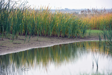 Green and yellow wild calamus with reflactions beside river.
