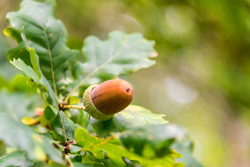 Close up of an acorn on a branch of an oak tree in a forest in autumn © Delphotostock