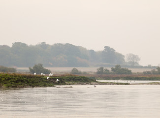seven beautiful small egrets on coastal rock formation ocean side perched