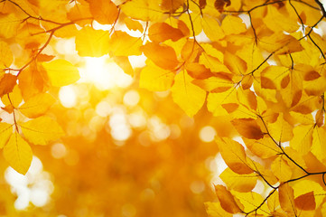 Autumn leaves on sun