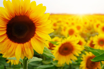 Obraz premium sunflowers and sun