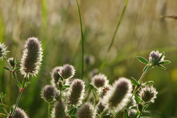 Summer flowering grass