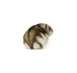 Dwarf hamster on white