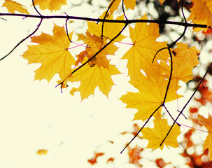  Autumn leaves  background.