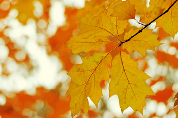  Autumn leaves  background.