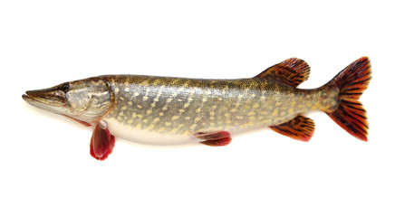  Pike isolated on white