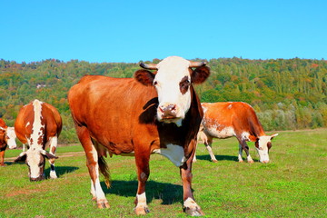 Cows graze in a meadow.