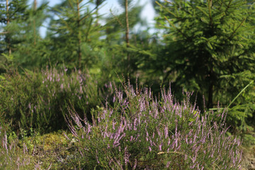 Heather, calluna vulgaris, blooming in forest. Forest vegetation, heather and pines, background.