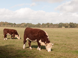 Fototapeta na wymiar brown and white cow grazing on green pasture field farm dairy