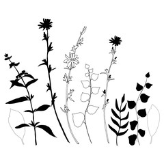 Floral vector botanical illustration with different hand drawn leaves, wild flowers and plants