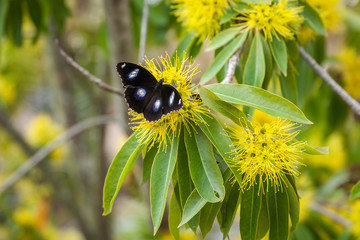 Single butterfly sitting on a Golden Penda