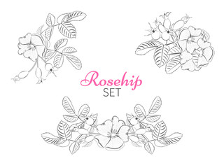 Bouquet of rosehip