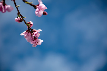 Peach tree blossom