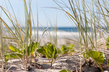 Obraz premium Grass on a sandy beach dune / foreshore