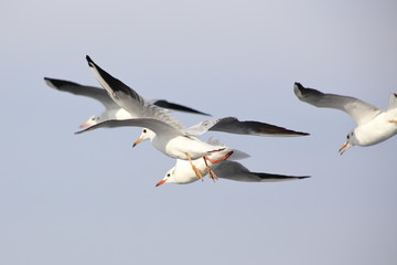 Seagulls in flight. Sea birds.