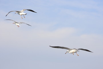 Seagulls in flight. Sea birds.