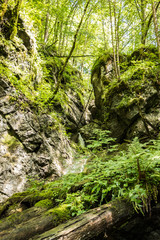 Wilder Bach, Felsen und Bäume