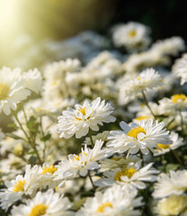 White chrysanthemum background 