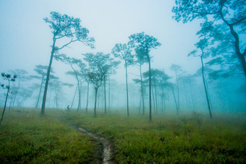 Fototapeta na wymiar Mountain Mist