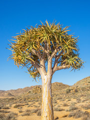 Kokerboom or Quiver Tree