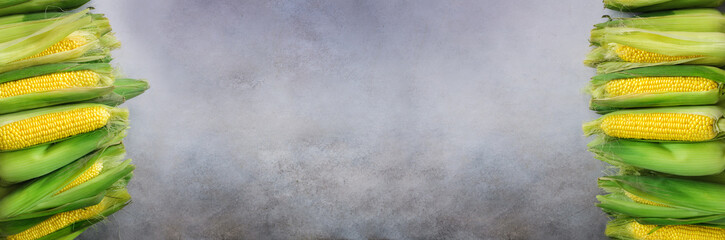Fresh corn on cobs on light grey concrete background, closeup, top view, copy space. Banner © jchizhe