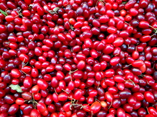 Red fruits,cranberry